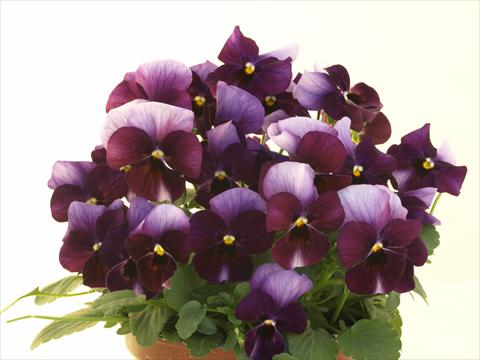 Photo de variété de fleurs à utiliser comme: Pot et Plante à massif Viola cornuta Caramel Innocence Donna