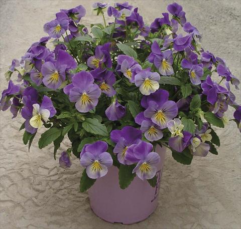 Photo de variété de fleurs à utiliser comme: Pot et Plante à massif Viola cornuta Velocity Yellow Eye
