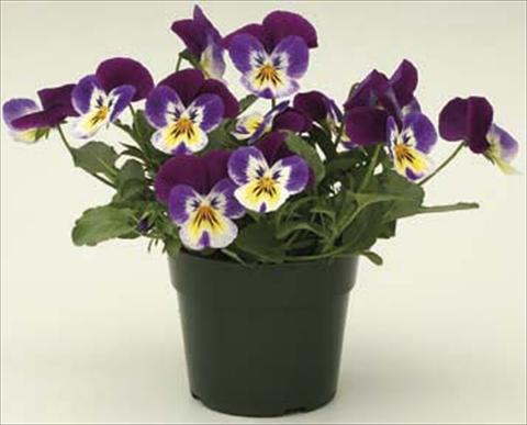 Photo de variété de fleurs à utiliser comme: Pot et Plante à massif Viola cornuta Velocity Purple