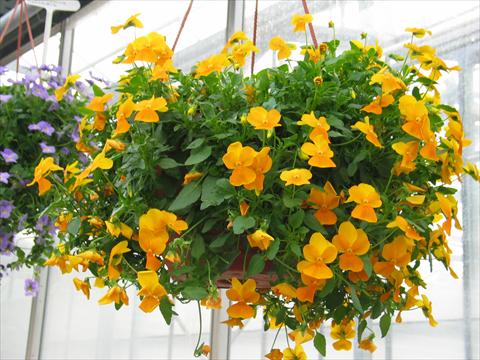Photo de variété de fleurs à utiliser comme: Patio, Suspension Viola hybrida Friolina® Cascadiz Orange