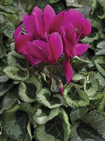 Photo de variété de fleurs à utiliser comme: Pot et Plante à massif Cyclamen persicum Winter Ice Purple