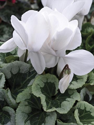 Photo de variété de fleurs à utiliser comme: Pot et Plante à massif Cyclamen persicum Winter Ice White