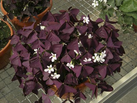 Photo de variété de fleurs à utiliser comme: Pot et Plante à massif Oxalis Xalis Burgundy Wine