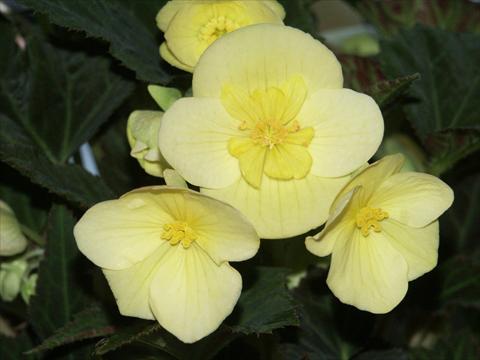 Photo de variété de fleurs à utiliser comme: Pot, Plante à massif, patio, Suspension Begonia boliviensis Yellow Desire