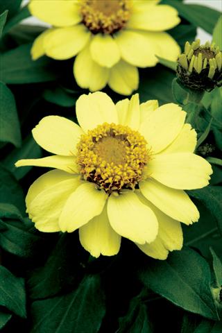 Photo de variété de fleurs à utiliser comme: Plante à massif, pot ou Suspension Zinnia elegans Zahara Yellow