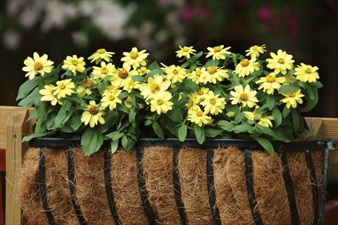 Photo de variété de fleurs à utiliser comme: Pot et Plante à massif Zinnia marylandica Zahara Yellow