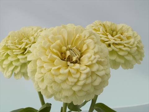 Photo de variété de fleurs à utiliser comme: Plante à massif/ plante de bordure Zinnia elegans Eldorado cream