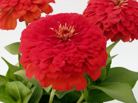 Photo de variété de fleurs à utiliser comme: Plante à massif/ plante de bordure Zinnia elegans Eldorado red