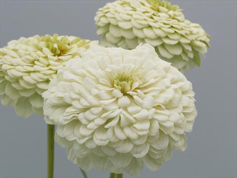 Photo de variété de fleurs à utiliser comme: Plante à massif/ plante de bordure Zinnia elegans Eldorado White