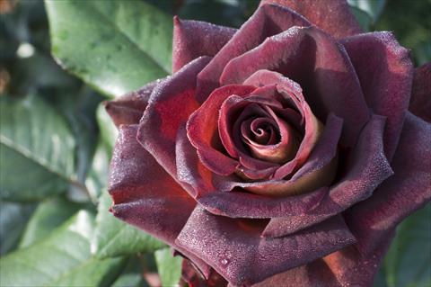 Photo de variété de fleurs à utiliser comme: Plante à massif/ plante de bordure Rosa Tea Black Gold®