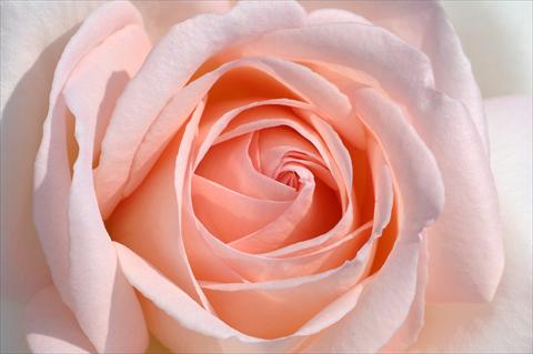 Photo de variété de fleurs à utiliser comme: Fleur coupée Rosa Tea PRETTY WOMAN® var. Meitroni