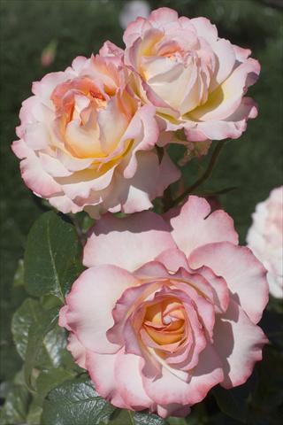 Photo de variété de fleurs à utiliser comme: Fleur coupée Rosa Tea Virna Lisi®
