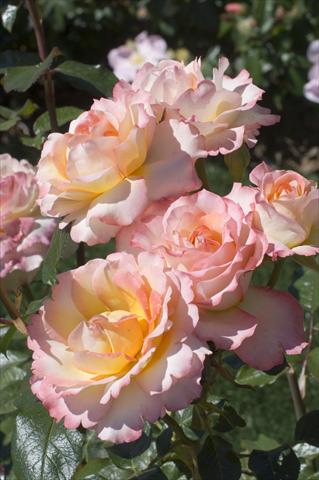 Photo de variété de fleurs à utiliser comme: Fleur coupée Rosa Tea Virna Lisi®