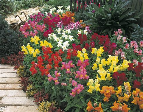 Photo de variété de fleurs à utiliser comme: Plante à massif/ plante de bordure Antirrhinum majus Magic Formula Mix Image