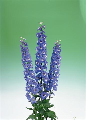 Photo de variété de fleurs à utiliser comme: Fleur coupée Delphinium elatum Aurora F1