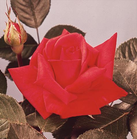 Photo de variété de fleurs à utiliser comme: Fleur coupée Rosa Tea Baccara®