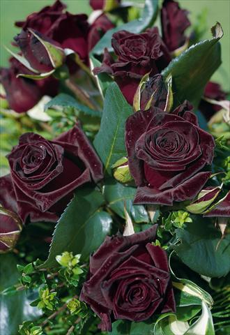 Photo de variété de fleurs à utiliser comme: Fleur coupée Rosa Tea Black Baccara®