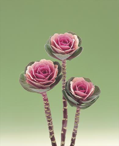 Photo de variété de fleurs à utiliser comme: Fleur coupée Brassica oleracea Pink Crane F1
