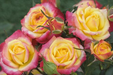 Photo de variété de fleurs à utiliser comme: Plante à massif/ plante de bordure Rosa floribunda Flame Meillandina®