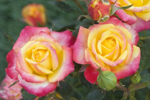 Photo de variété de fleurs à utiliser comme: Plante à massif/ plante de bordure Rosa floribunda Flame Meillandina®