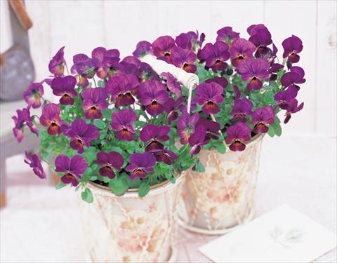 Photo de variété de fleurs à utiliser comme: Plante à massif/ plante de bordure Viola cornuta Gem Plum Antique F1
