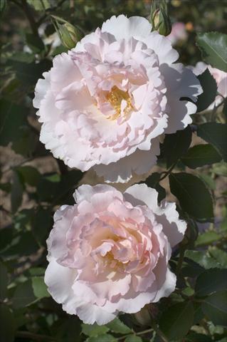 Photo de variété de fleurs à utiliser comme: Plante à massif/ plante de bordure Rosa rampicante Gpt Nirvana®
