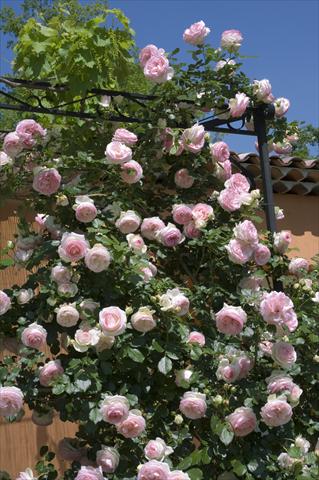 Photo de variété de fleurs à utiliser comme: Pot et Plante à massif Rosa rampicante Pierre de Ronsard Gpt ©