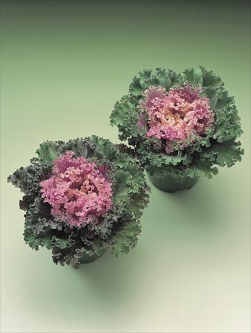 Photo de variété de fleurs à utiliser comme: Plante à massif/ plante de bordure Brassica oleracea Kamome F1 series