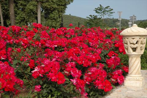 Photo de variété de fleurs à utiliser comme: Pot et Plante à massif Rosa paesaggistica Knock Out©
