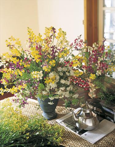 Photo de variété de fleurs à utiliser comme: Fleur coupée Linaria maroccana Lace series