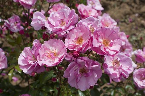 Photo de variété de fleurs à utiliser comme: Pot et Plante à massif Rosa floribunda Lavender Meidiland®