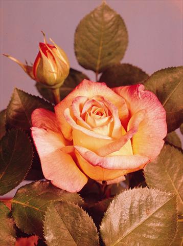 Photo de variété de fleurs à utiliser comme: Pot et Plante à massif Rosa floribunda Mme A. Meilland®  (Gioia, Peace)