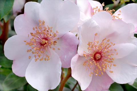Photo de variété de fleurs à utiliser comme: Pot et Plante à massif Rosa floribunda Astronomia®