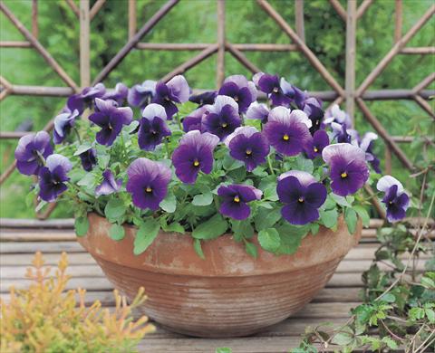 Photo de variété de fleurs à utiliser comme: Plante à massif/ plante de bordure Viola wittrockiana Nature Beacon F1