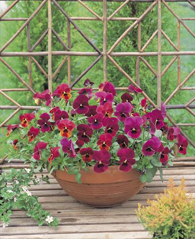 Photo de variété de fleurs à utiliser comme: Plante à massif/ plante de bordure Viola wittrockiana Nature Carmine Shades F1