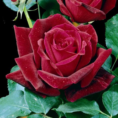 Photo de variété de fleurs à utiliser comme: Pot et Plante à massif Rosa floribunda Papa Meilland® Var. Meicesar