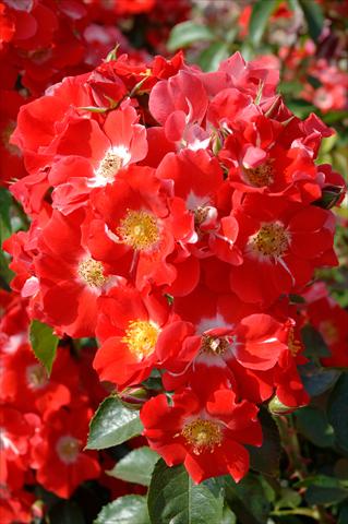 Photo de variété de fleurs à utiliser comme: Pot et Plante à massif Rosa paesaggistica Paso Doble®
