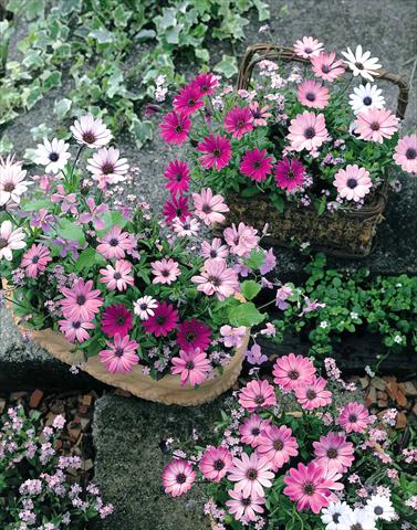 Photo de variété de fleurs à utiliser comme: Plante à massif/ plante de bordure Osteospermum Passion Mix