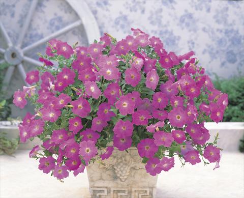 Photo de variété de fleurs à utiliser comme: Suspension / pot Petunia x hybrida Opera Supreme F1