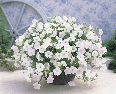Photo de variété de fleurs à utiliser comme: Suspension / pot Petunia x hybrida Opera Supreme F1