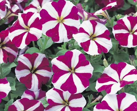 Photo de variété de fleurs à utiliser comme: Plante à massif/ plante de bordure Petunia x hybrida Symphony Burgundy Star F1