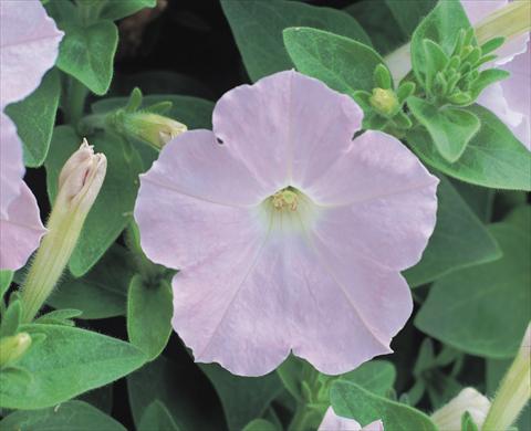 Photo de variété de fleurs à utiliser comme: Plante à massif/ plante de bordure Petunia x hybrida Symphony Chiffon F1