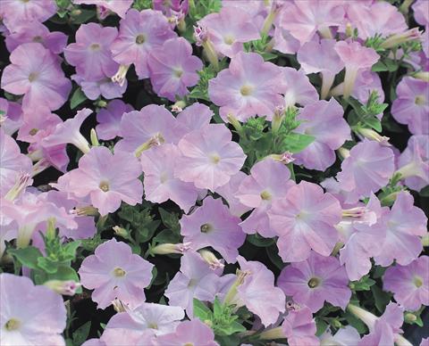 Photo de variété de fleurs à utiliser comme: Plante à massif/ plante de bordure Petunia x hybrida Symphony Lavender Pink F1