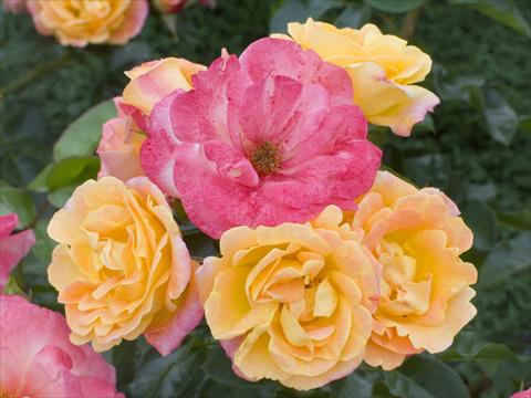 Photo de variété de fleurs à utiliser comme: Pot et Plante à massif Rosa floribunda Tzigane®