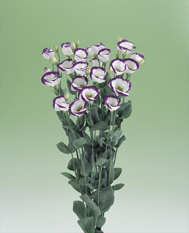 Photo de variété de fleurs à utiliser comme: Fleur coupée Lisianthus (Eustoma grandiflorum) Vulcan F1 Purple Picotee