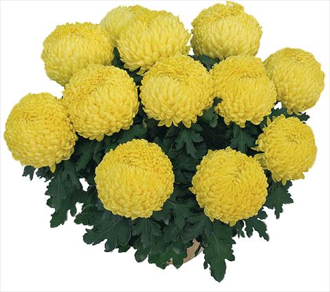 Photo de variété de fleurs à utiliser comme: Pot Chrysanthemum Bouldor Jaune