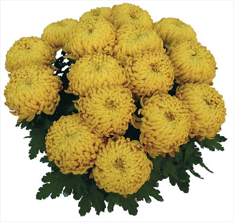 Photo de variété de fleurs à utiliser comme: Pot Chrysanthemum Corola Dore