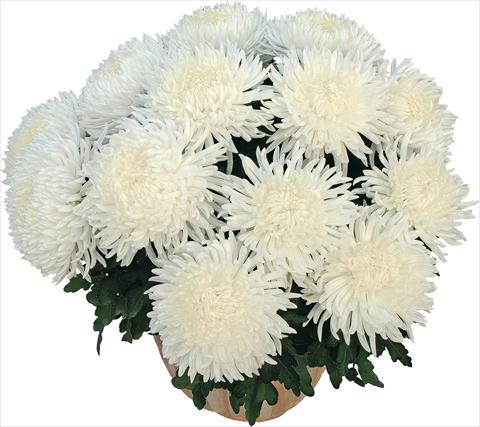 Photo de variété de fleurs à utiliser comme: Pot Chrysanthemum Pikneige Blanc
