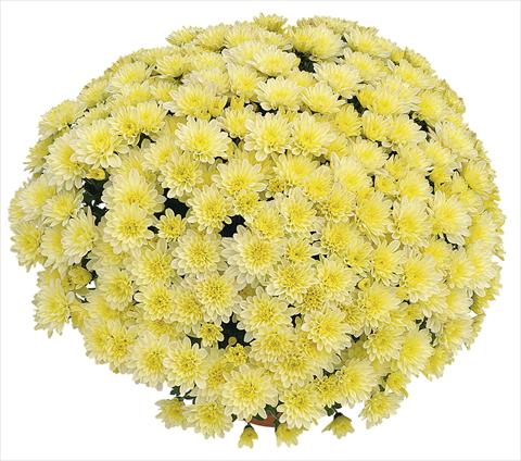 Photo de variété de fleurs à utiliser comme: Pot Chrysanthemum Soda Vanille