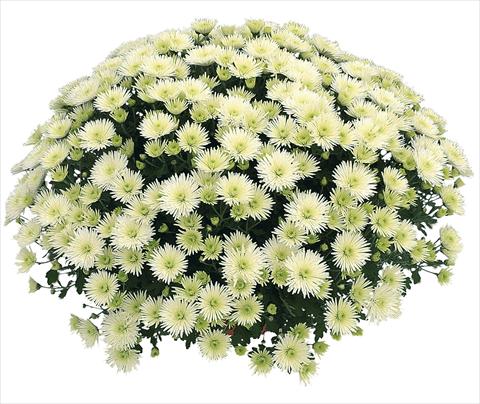 Photo de variété de fleurs à utiliser comme: Pot Chrysanthemum Vinci Blanc